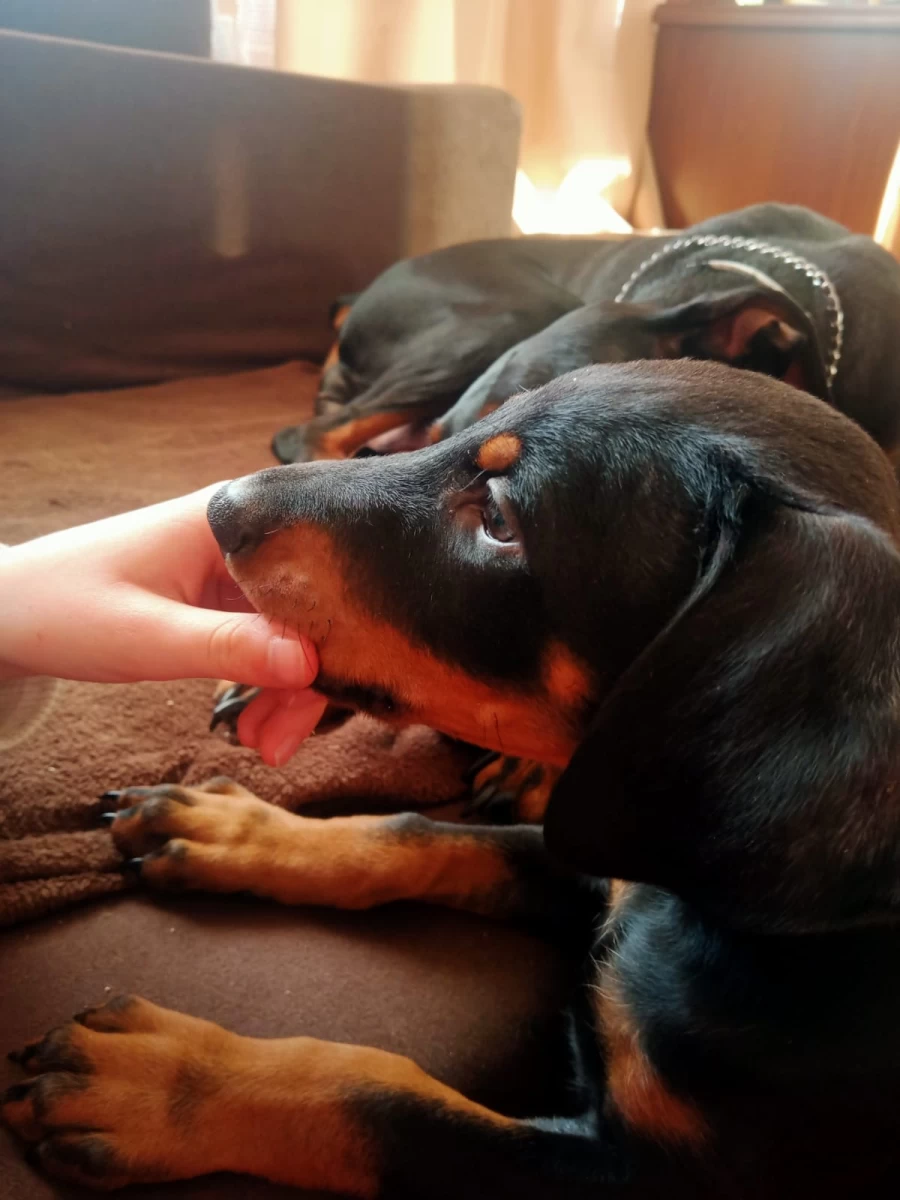 DOBERMAN SZCZENIAKI