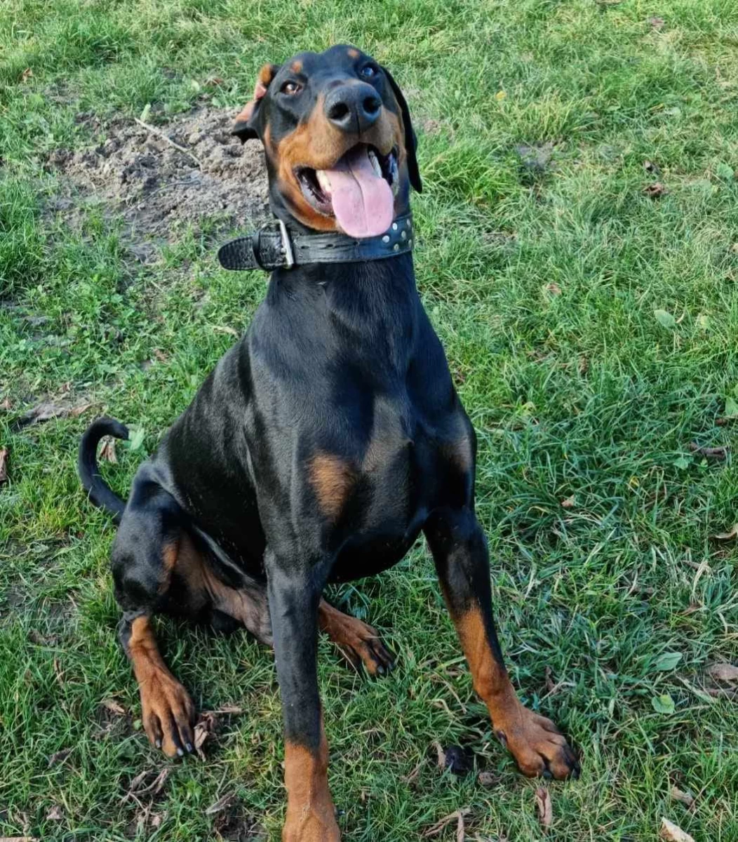 DOBERMAN SZCZENIAKI