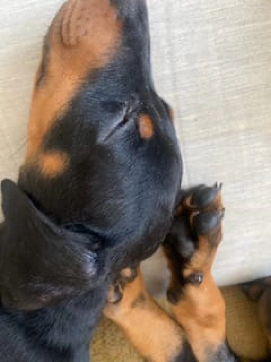 DOBERMAN SZCZENIAKI