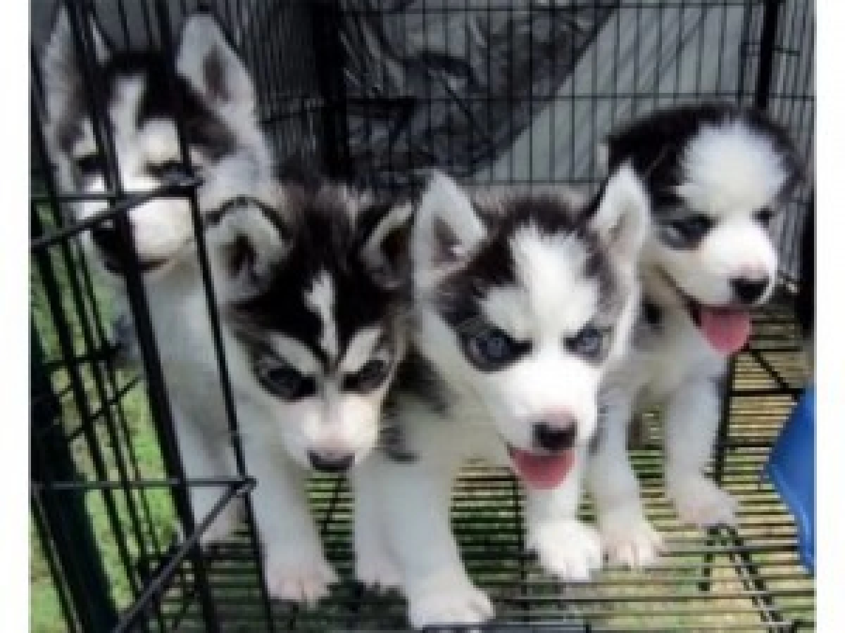 szczenięta husky syberyjskie