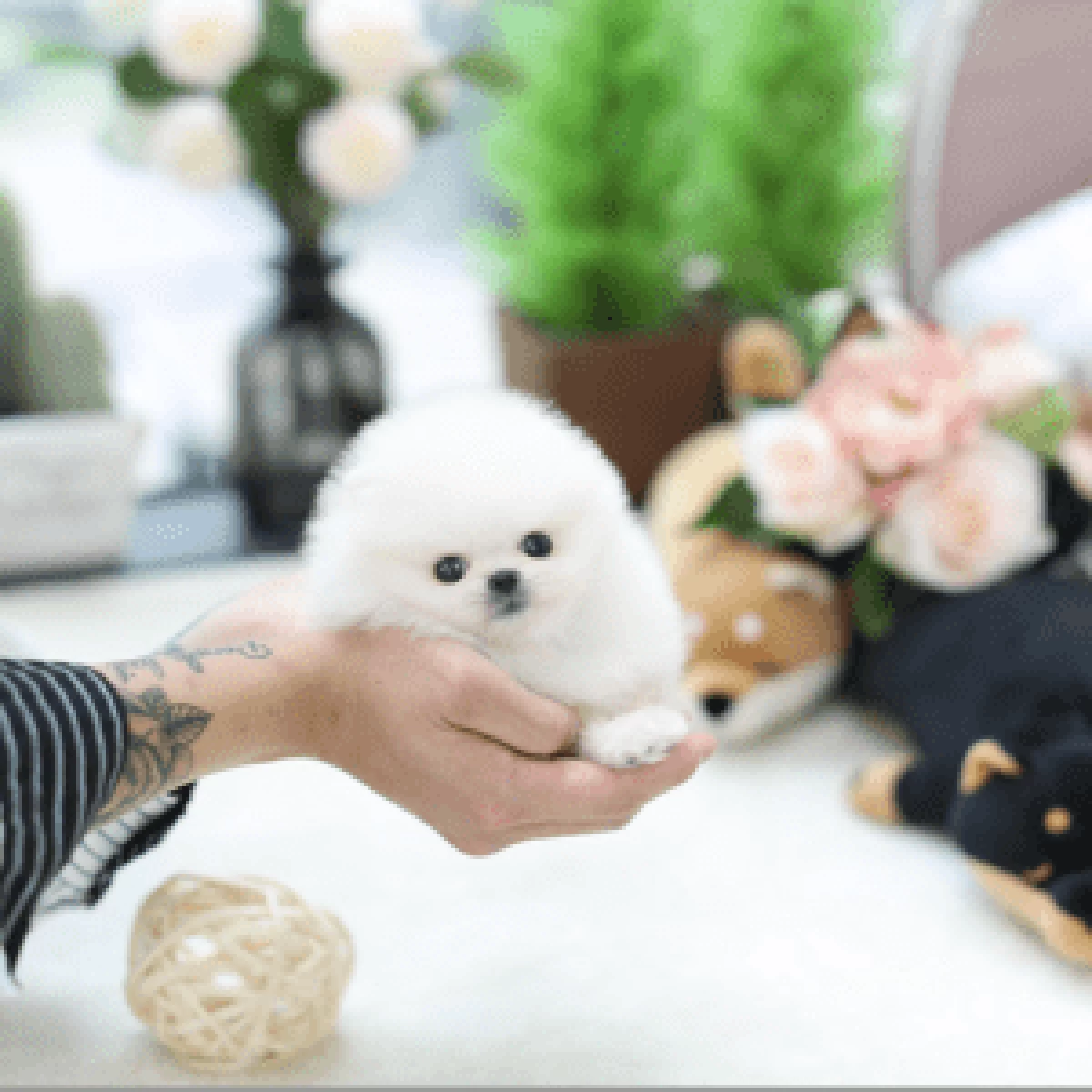 Sprzedam szczenięta czystej rasy pomeranian