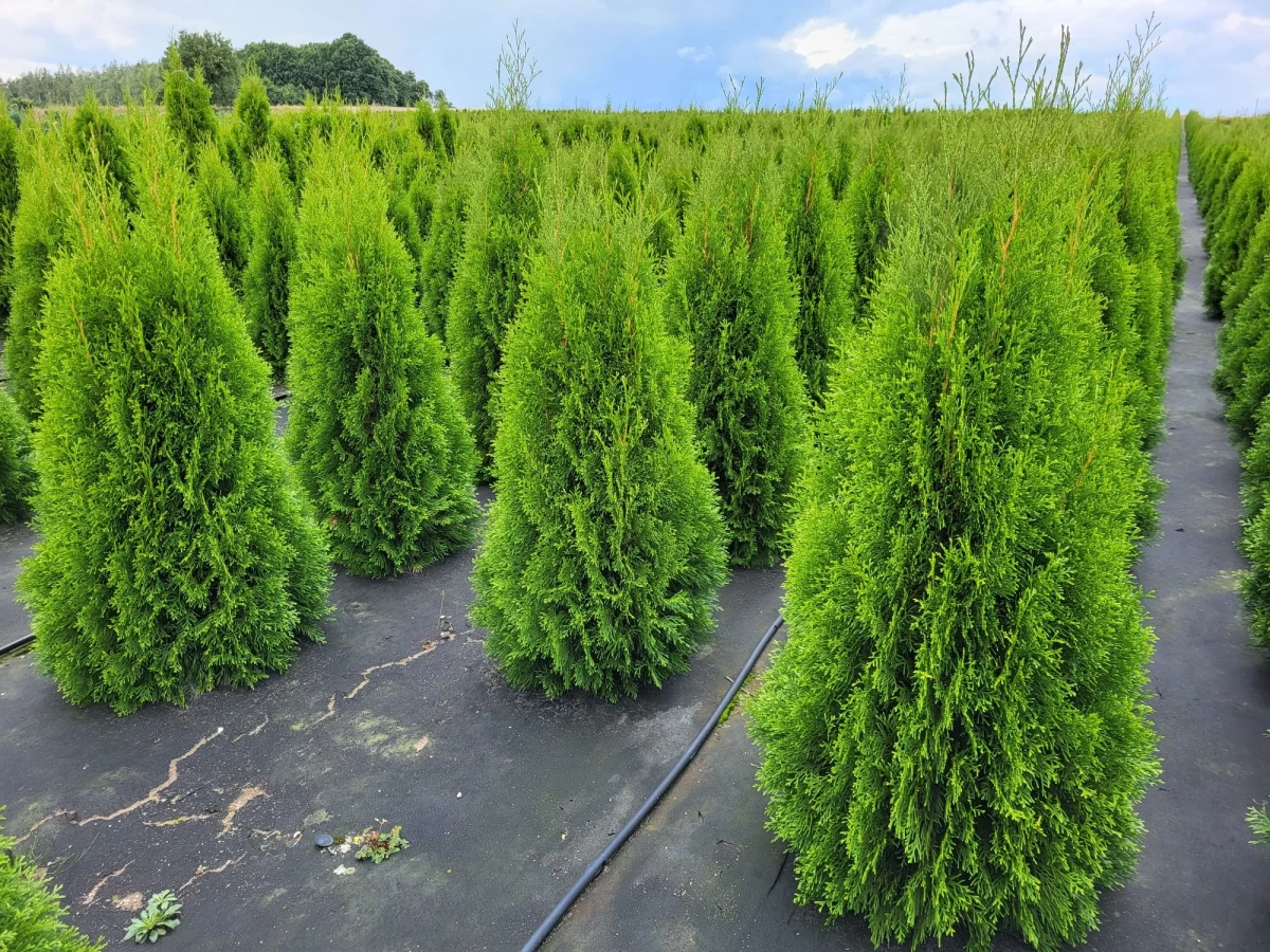 Laurowiśnia Kaukaska, Caucasica 90-120cm