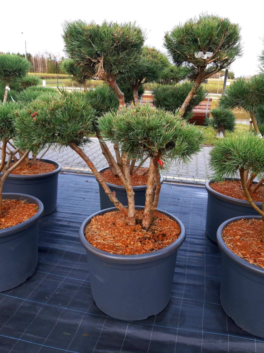 Sosna 'Watereri' Bonsai Niwaki 120-160cm !laurowiśna klon szmaragd