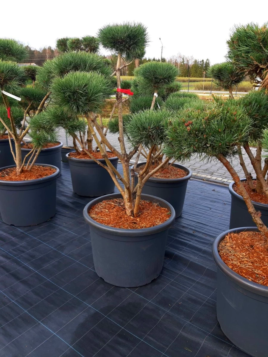 Sosna 'Watereri' Bonsai Niwaki 120-160cm !laurowiśna klon szmaragd