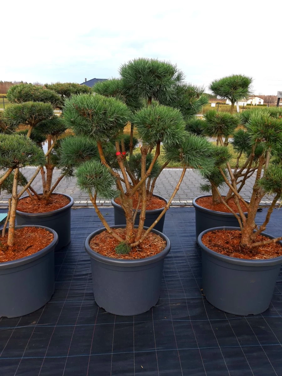 Sosna 'Watereri' Bonsai Niwaki 120-160cm !laurowiśna klon szmaragd