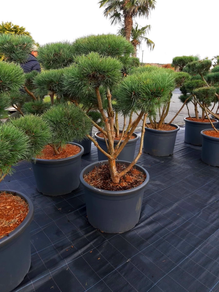 Sosna 'Watereri' Bonsai Niwaki 120-160cm !laurowiśna klon szmaragd