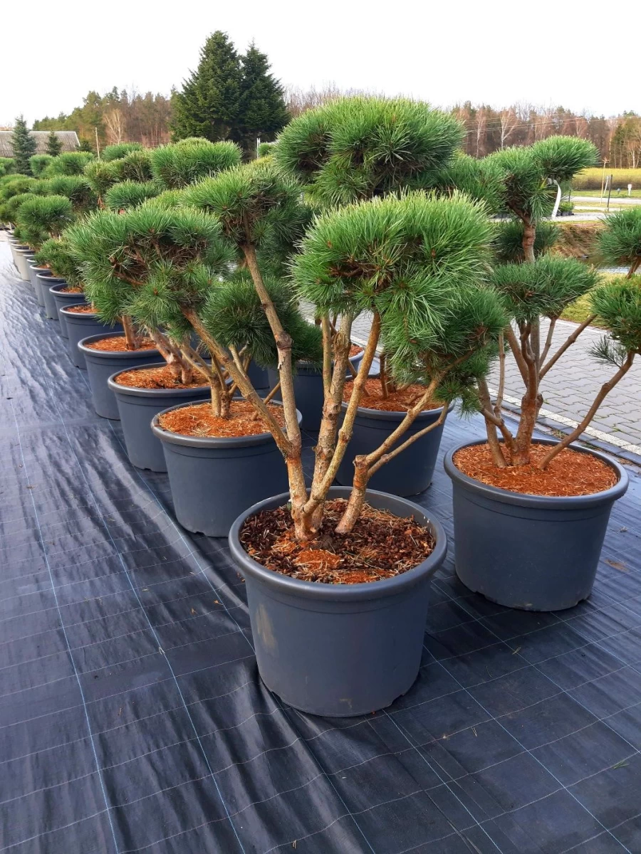 Sosna 'Watereri' Bonsai Niwaki 120-160cm !laurowiśna klon szmaragd