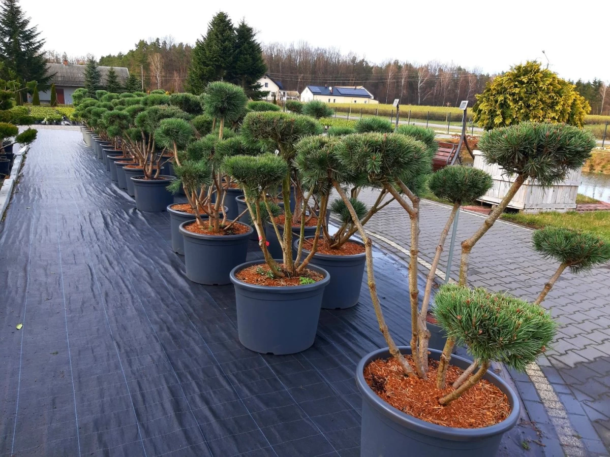 Sosna 'Watereri' Bonsai Niwaki 120-160cm !laurowiśna klon szmaragd