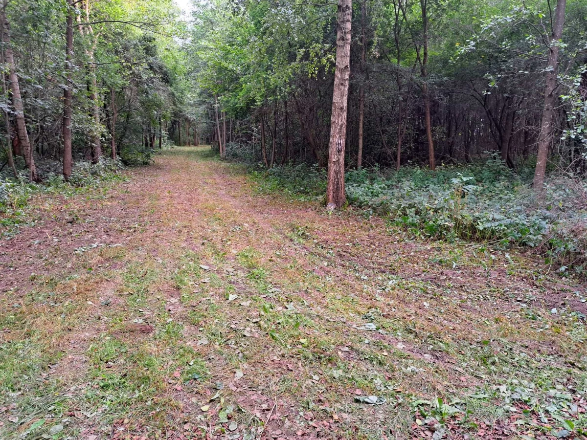Sprzedam Siedlisko 1,6 ha z Dom z bala na sprzedaż Koszewo