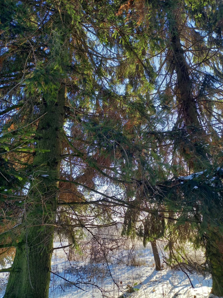 Działka budowlana Płouszowice-Kolonia