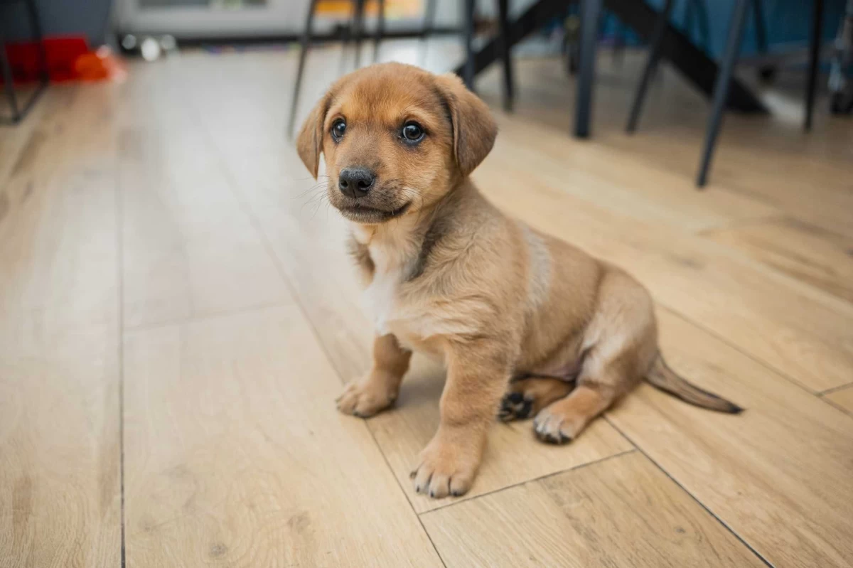 Szczeniak pies piesek wesoły otwarty mini labrador do oddania Simba za darmo