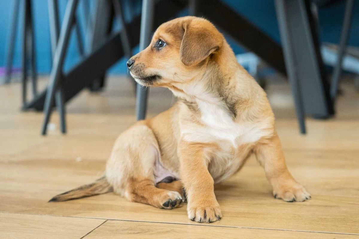 Szczeniak pies piesek wesoły otwarty mini labrador do oddania Simba za darmo