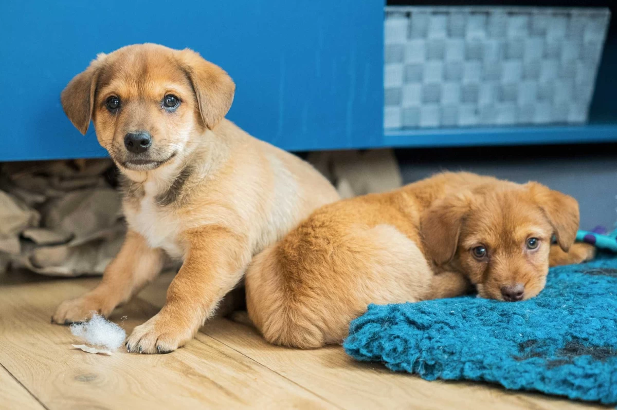 Szczeniak pies piesek wesoły otwarty mini labrador do oddania Simba za darmo