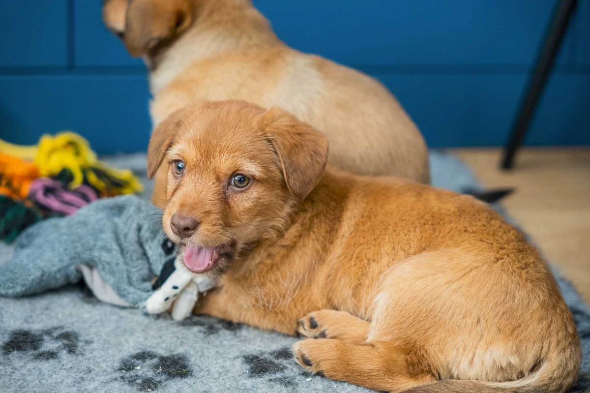 Szczeniak pies piesek wesoły otwarty mini labrador do oddania Simba za darmo