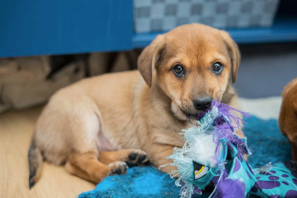 Szczeniak pies piesek wesoły otwarty mini labrador do oddania Simba za darmo