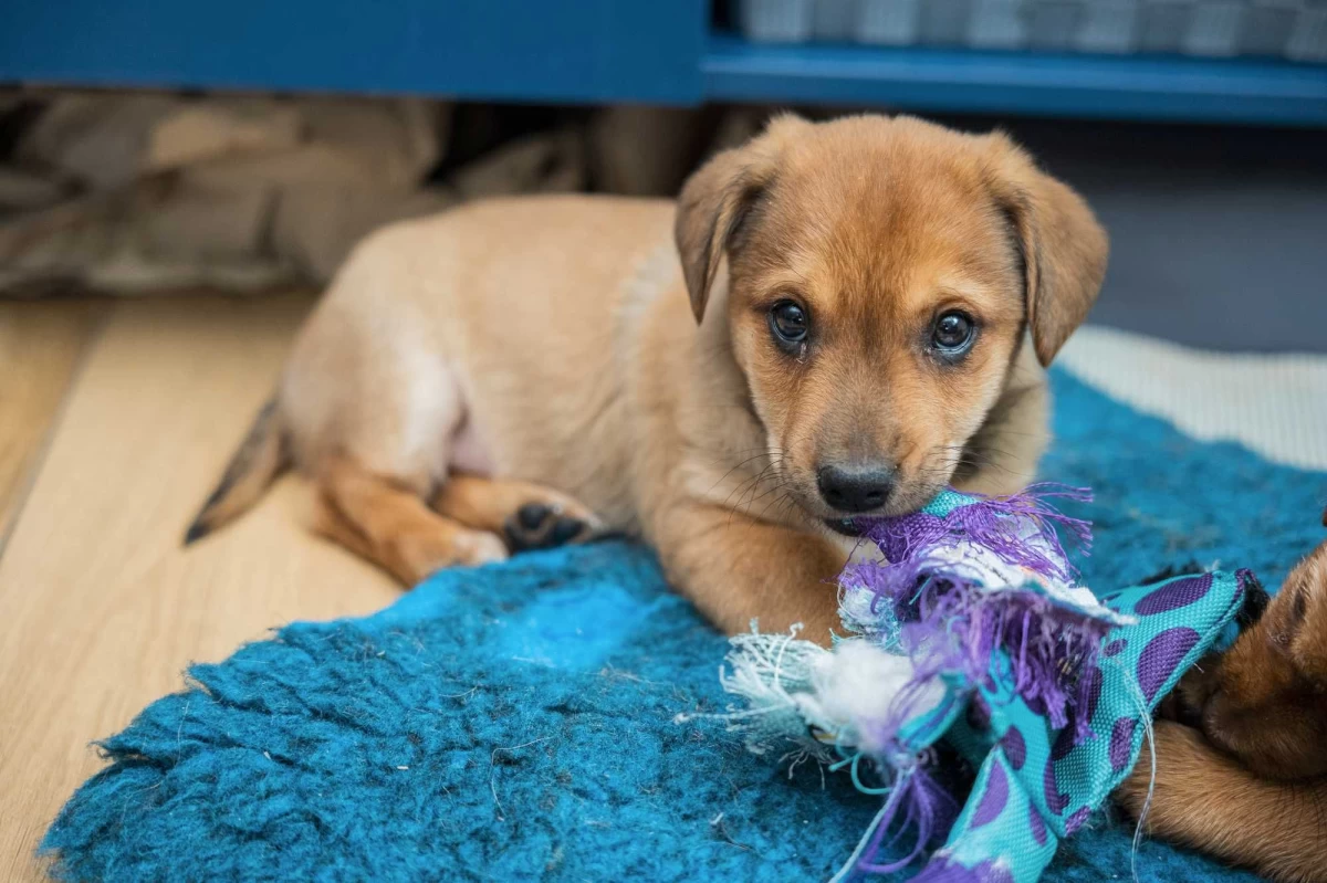 Szczeniak pies piesek wesoły otwarty mini labrador do oddania Simba za darmo