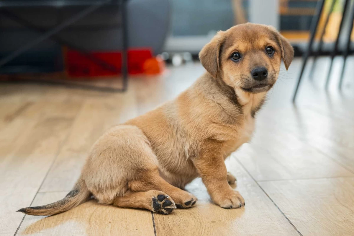 Szczeniak pies piesek wesoły otwarty mini labrador do oddania Simba za darmo