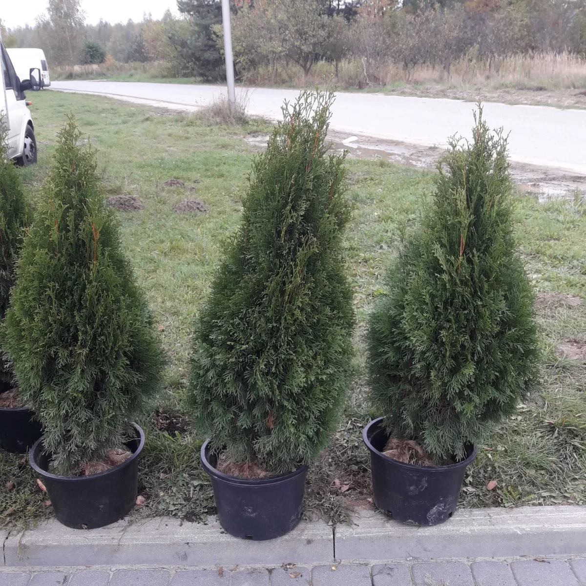 Tuja szmaragd WYPRZEDAŻ 100 120 cm sweieżo kopane z gruntu transport