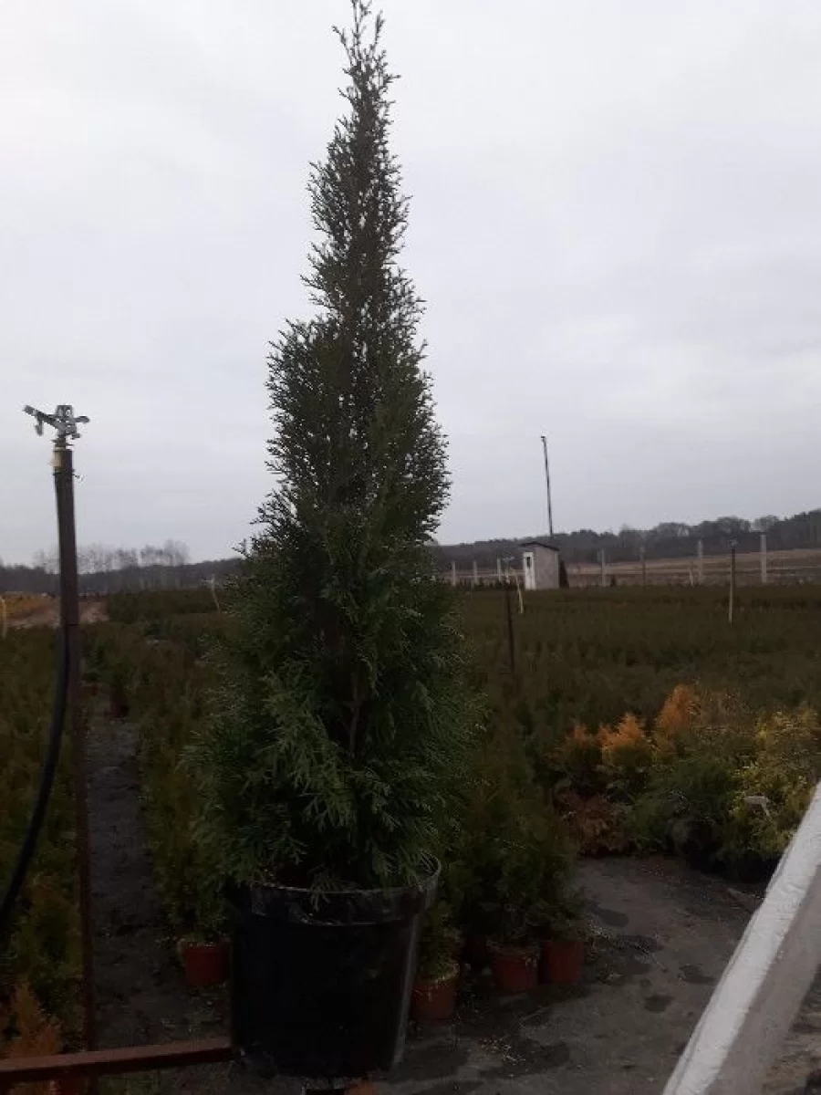 Tuja szmaragd WYPRZEDAŻ 100 120 cm sweieżo kopane z gruntu transport