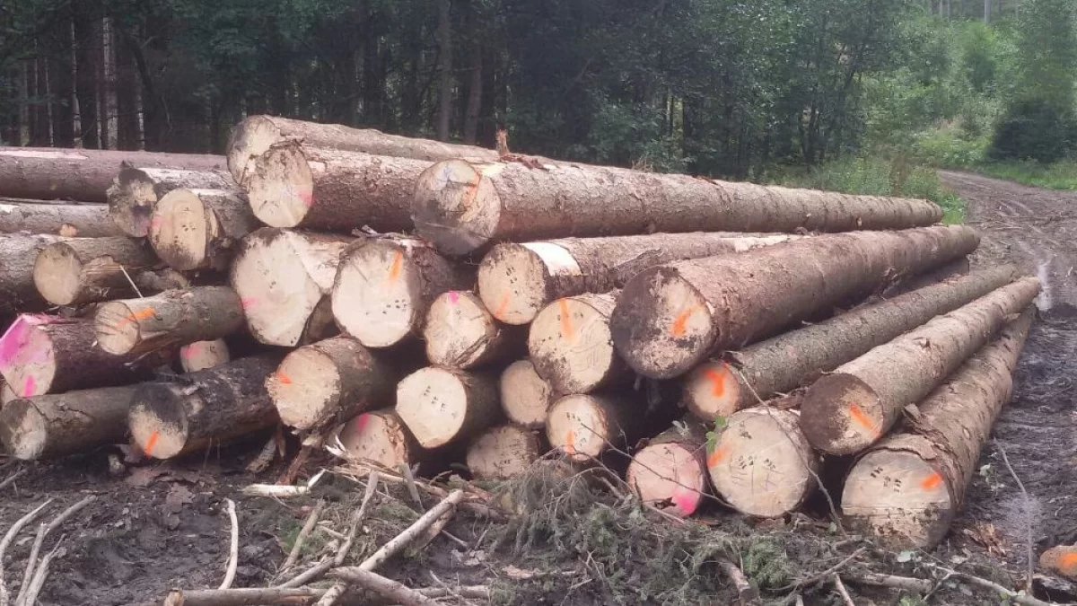 Drewno tartaczne, kłoda, dłużyca świerkowa,wałek na palety