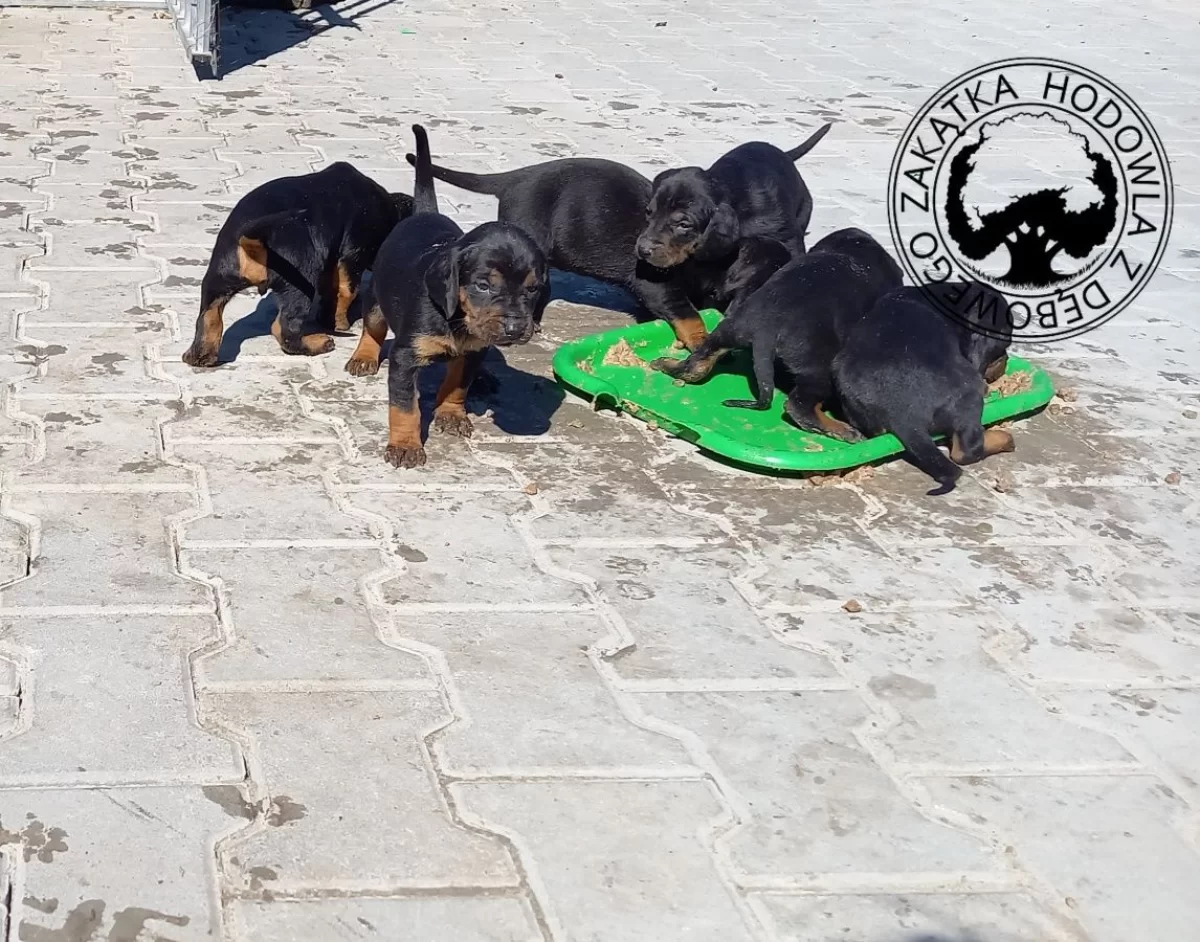 Gończy Polski szczenięta