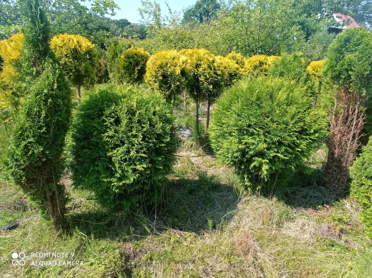 Tuje formowane bardzo duży wybór.