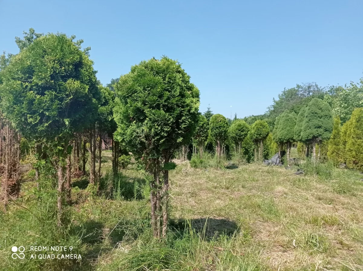 Tuje formowane bardzo duży wybór.