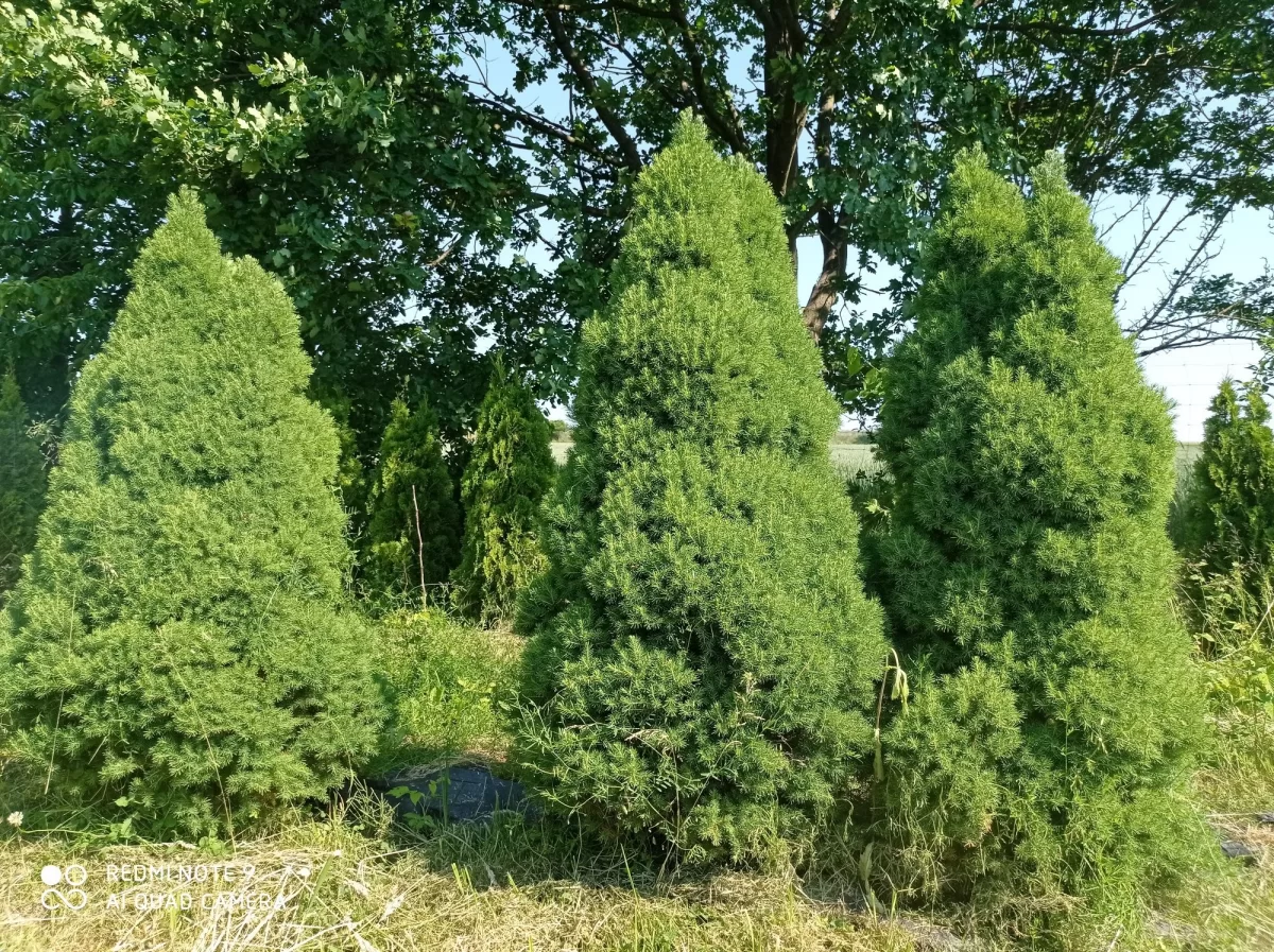 Tuje formowane bardzo duży wybór.