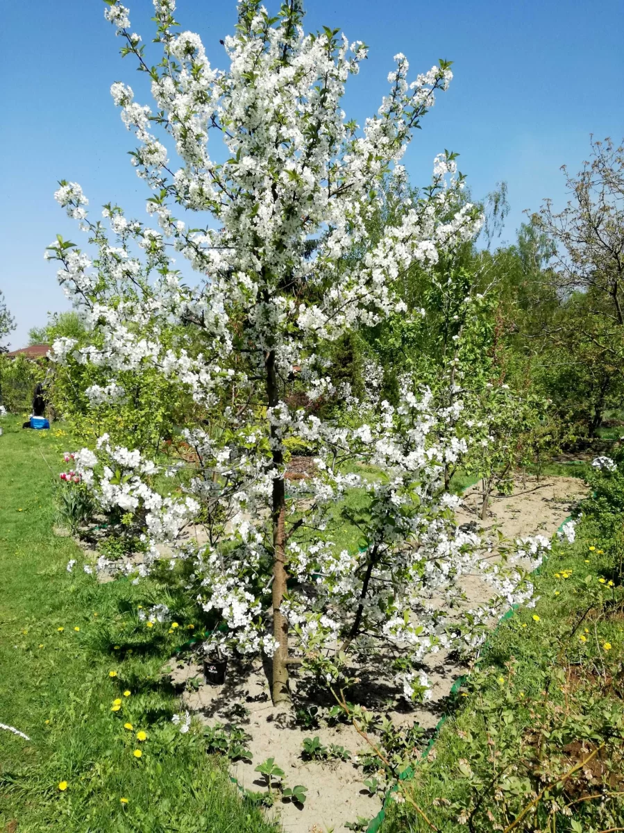 DZIAŁKA REKREACYJNA 540 m2 na sprzedaż