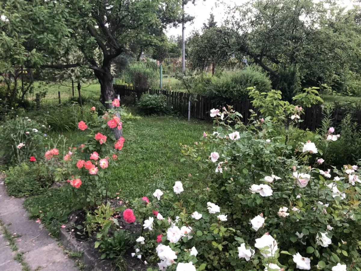 Ogródek działkowy sprzedam