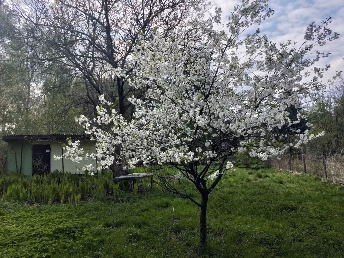 Ogródek działkowy Radom na sprzedaż