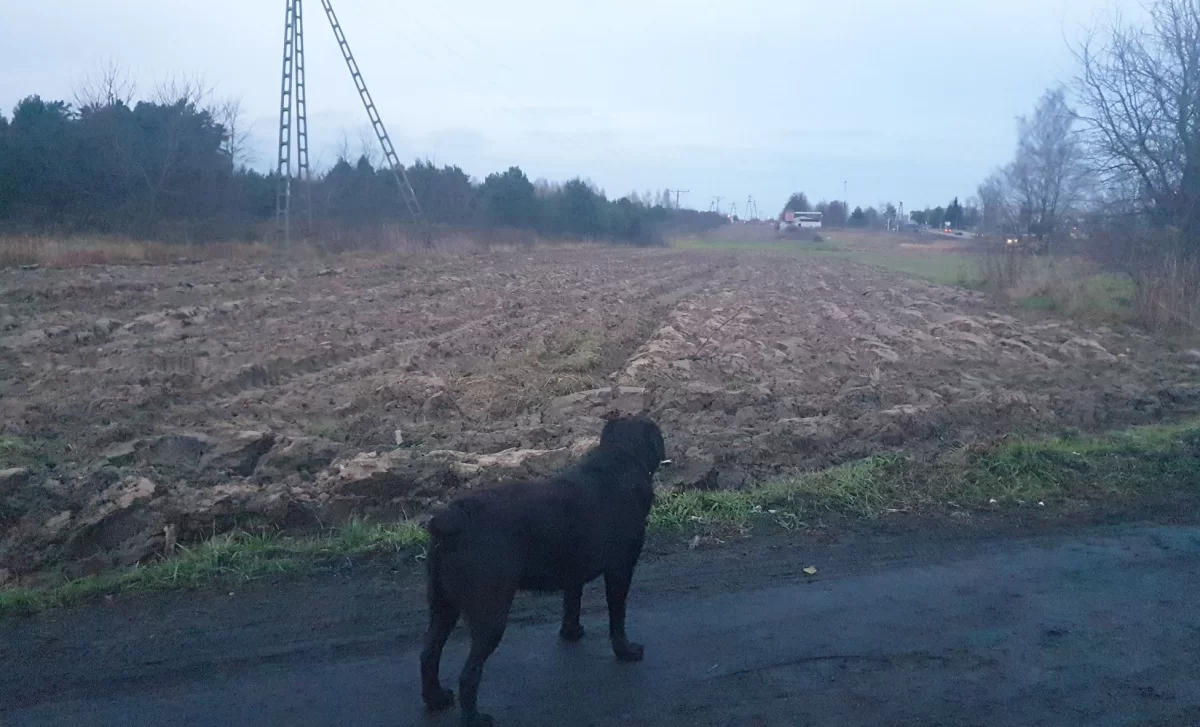 Sprzedam działkę rolna w dobrej lokalizacji w Radomiu