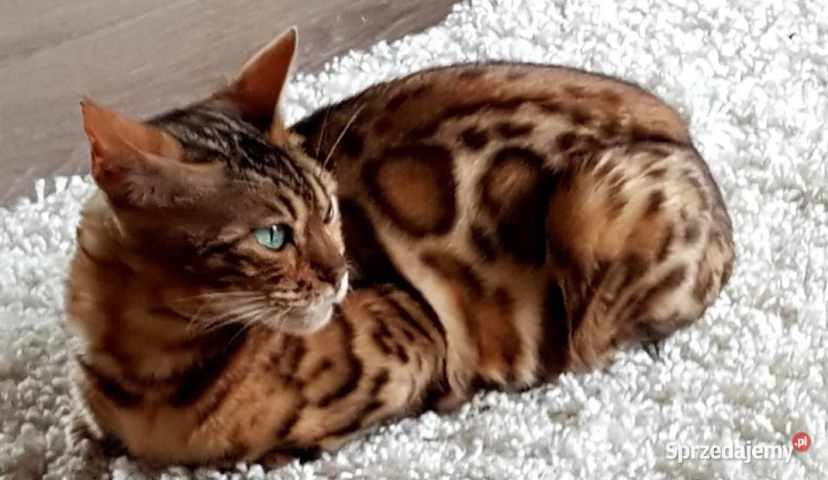 Koty bengalskie, kocięta bengalskie