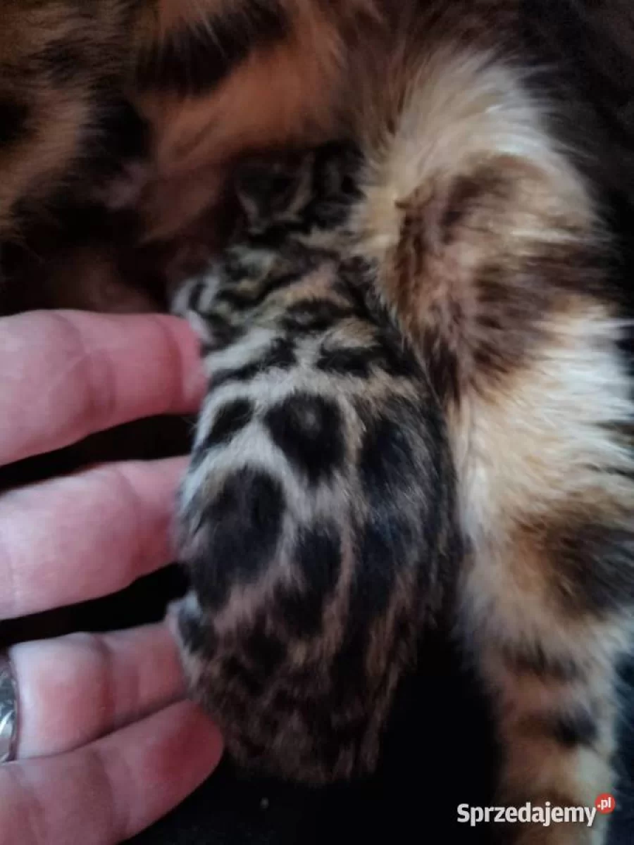 Koty bengalskie, kocięta bengalskie
