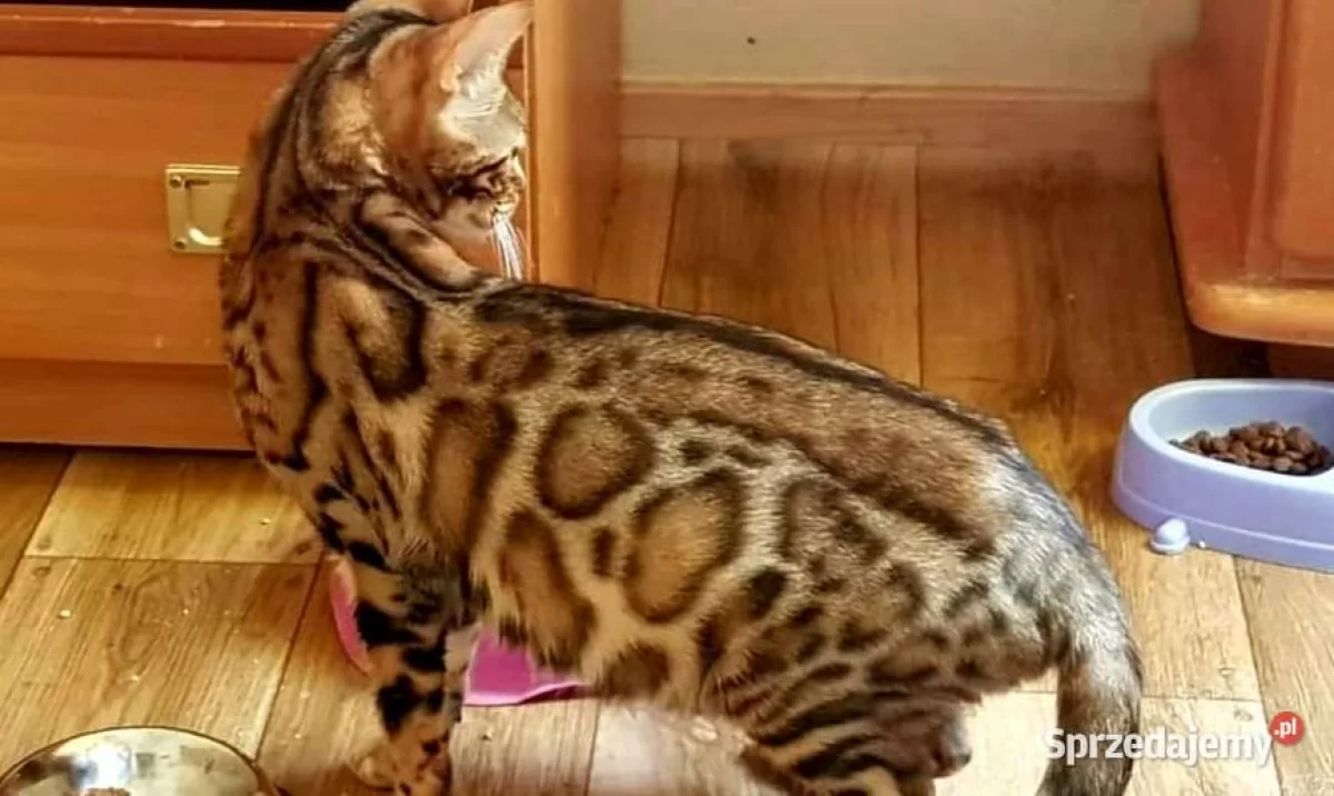 Koty bengalskie, kocięta bengalskie