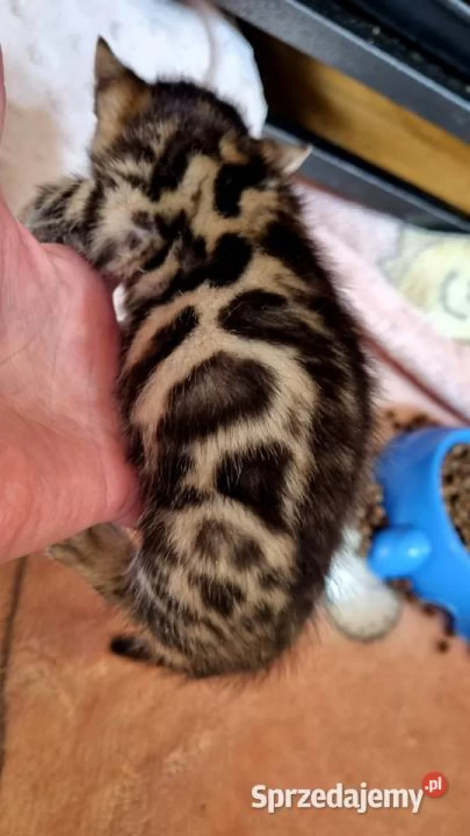 Koty bengalskie, kocięta bengalskie