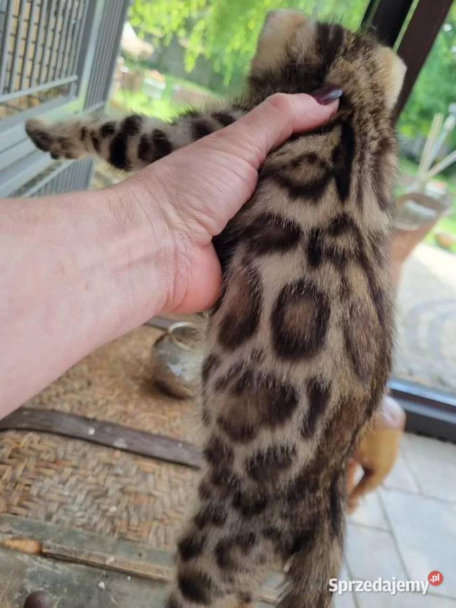 Koty bengalskie, kocięta bengalskie