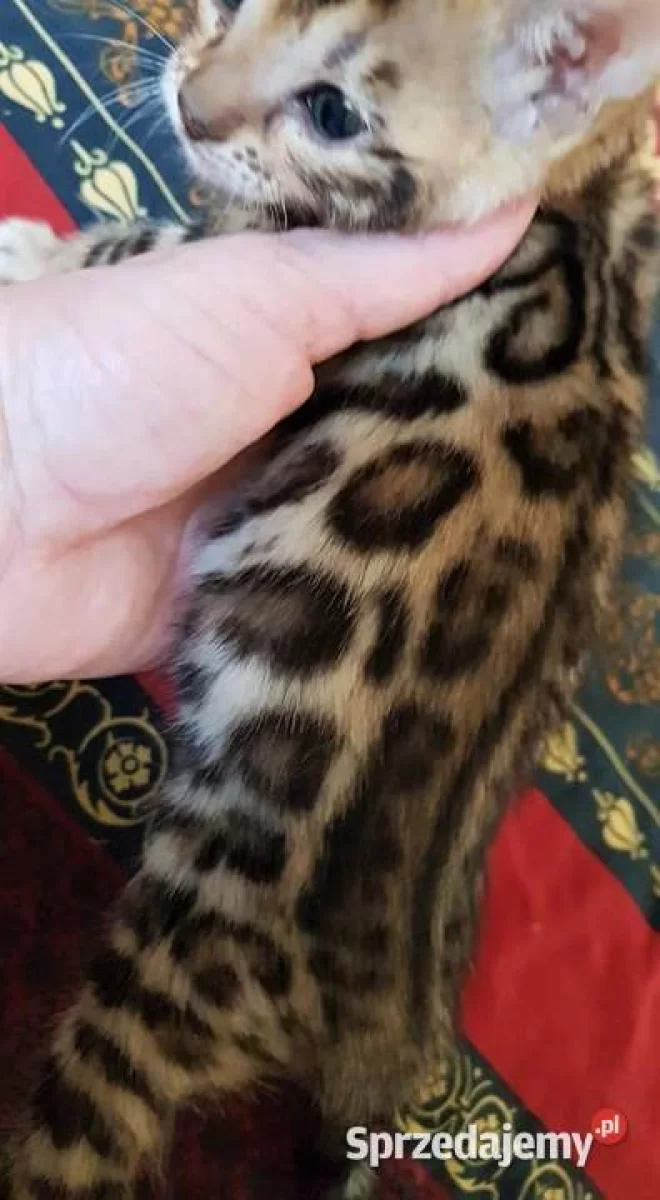 Koty bengalskie, kocięta bengalskie