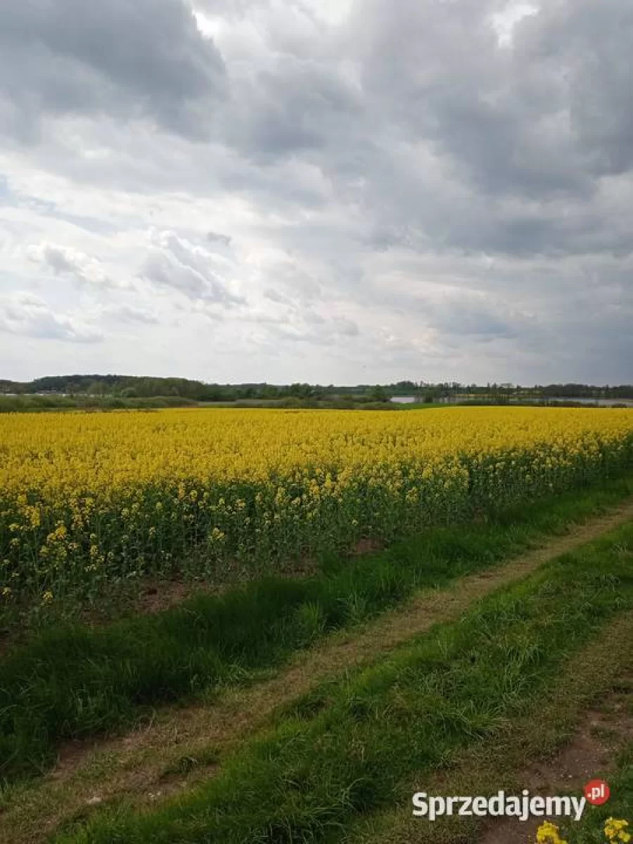 Działka , linią brzegową Jezioraka 5ha pod zabudowę kanał na Zalewo