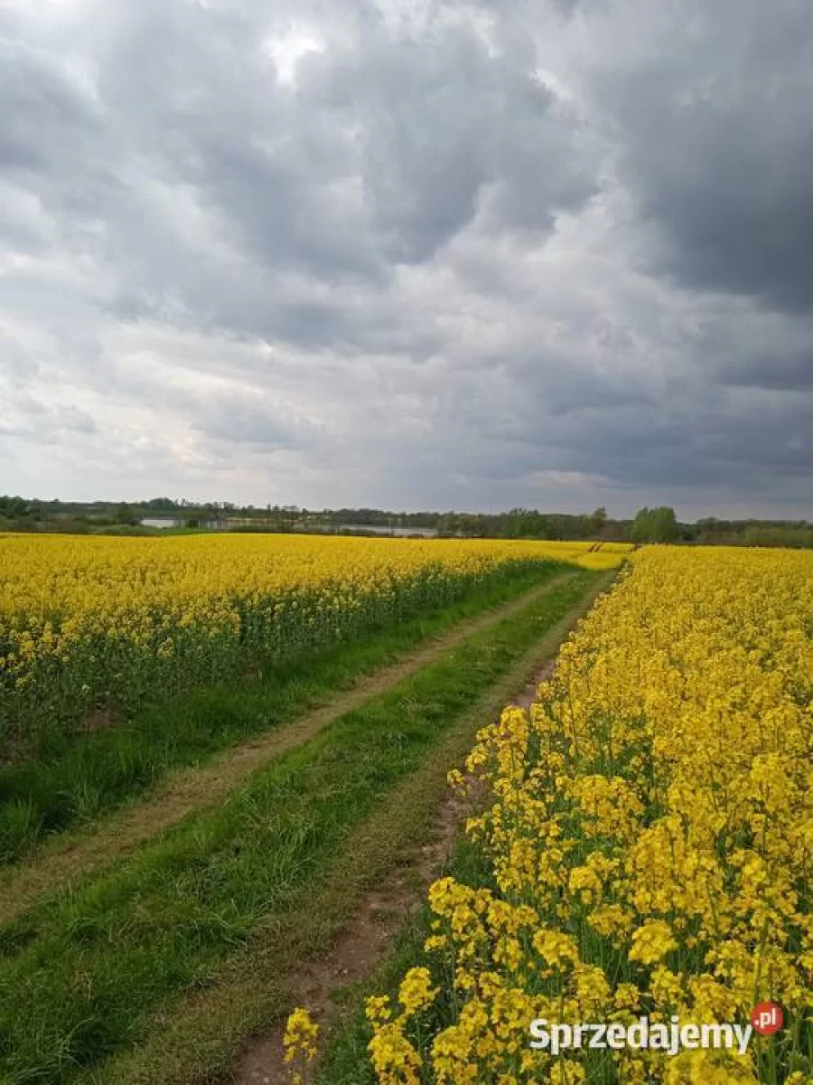 Działka , linią brzegową Jezioraka 5ha pod zabudowę kanał na Zalewo