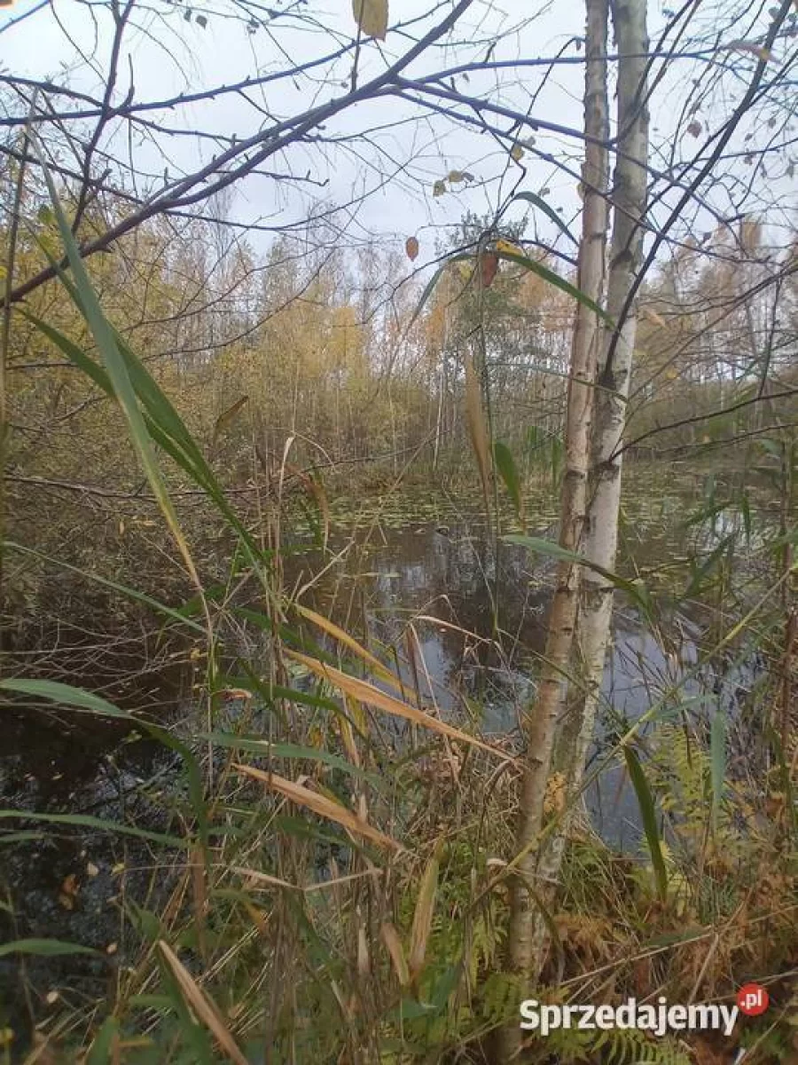Działka , linią brzegową Jezioraka 5ha pod zabudowę kanał na Zalewo