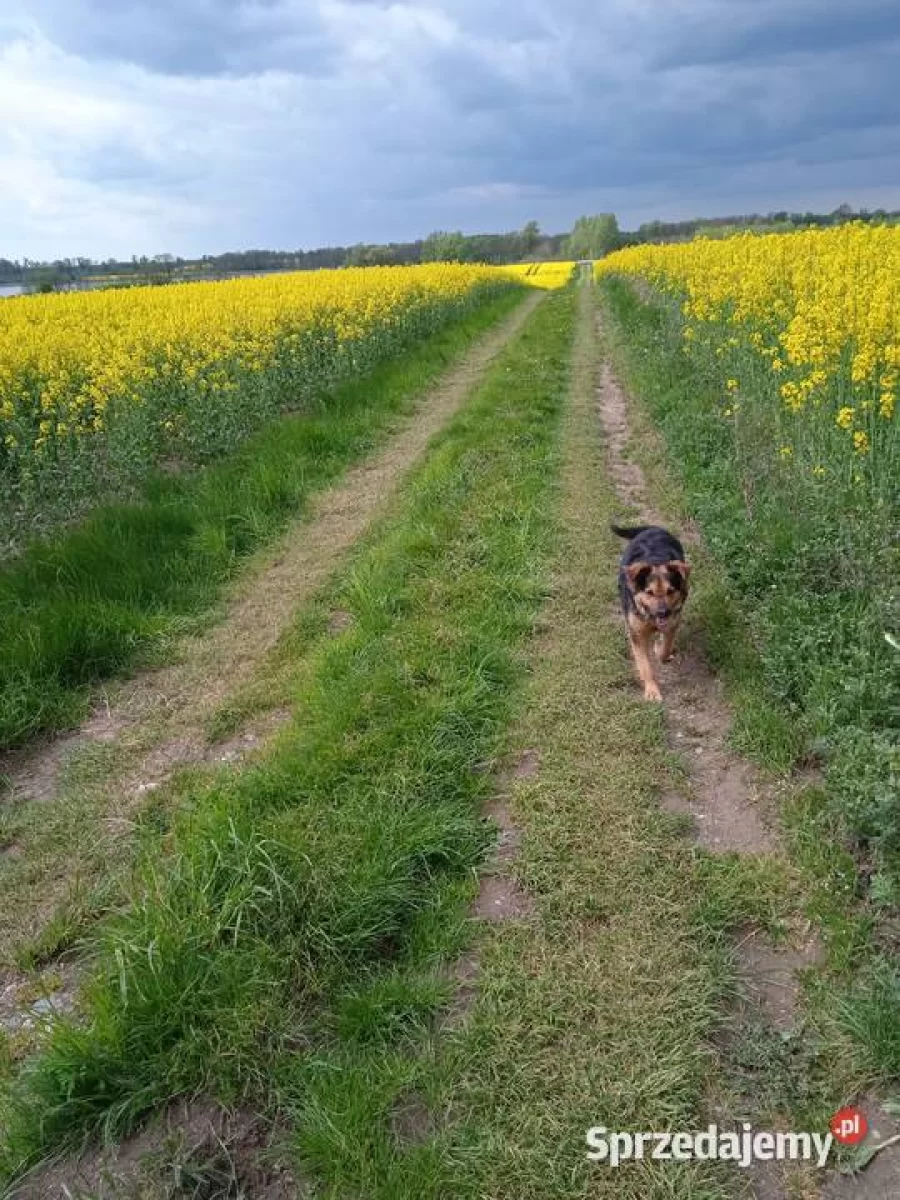 Działka , linią brzegową Jezioraka 5ha pod zabudowę kanał na Zalewo