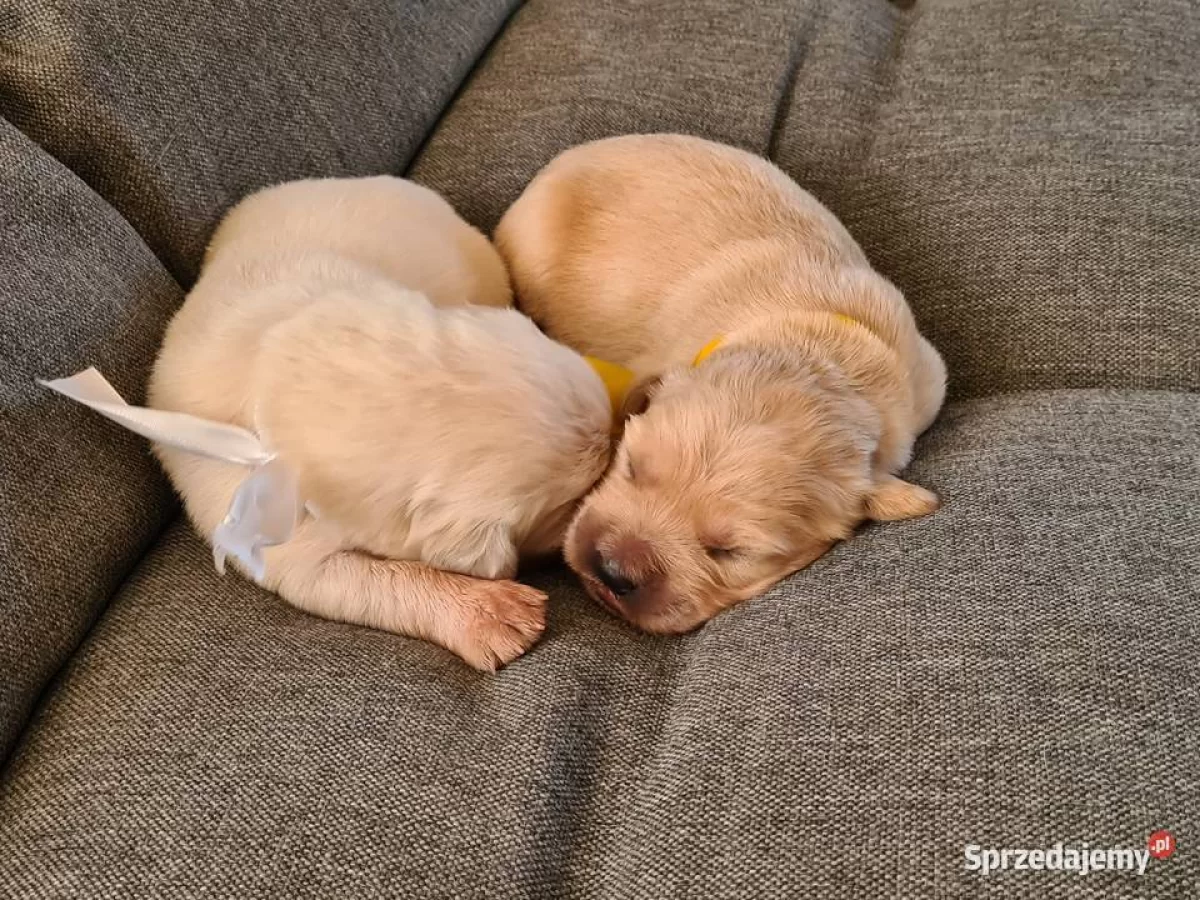 szczeniaki Golden Retriever FCI