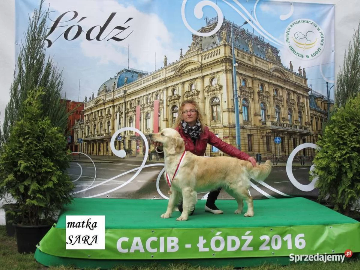 szczeniaki Golden Retriever FCI