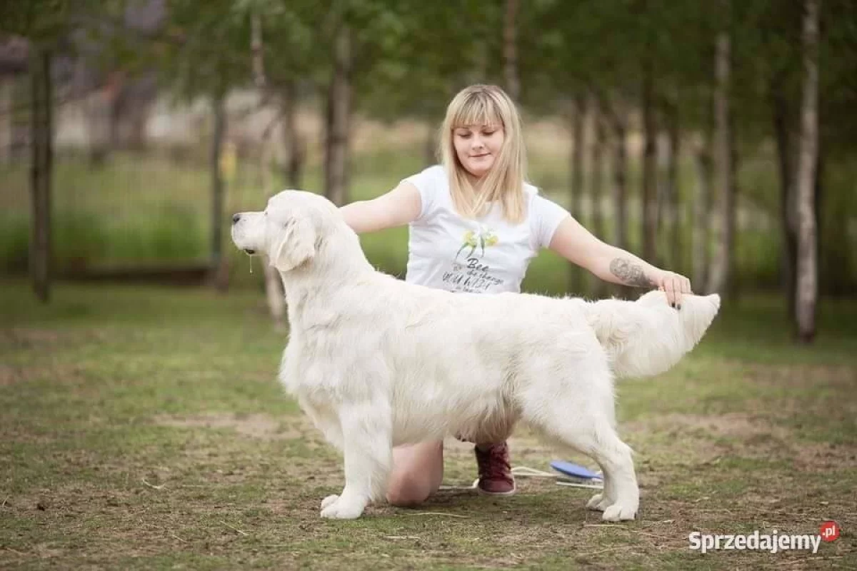szczeniaki Golden Retriever FCI
