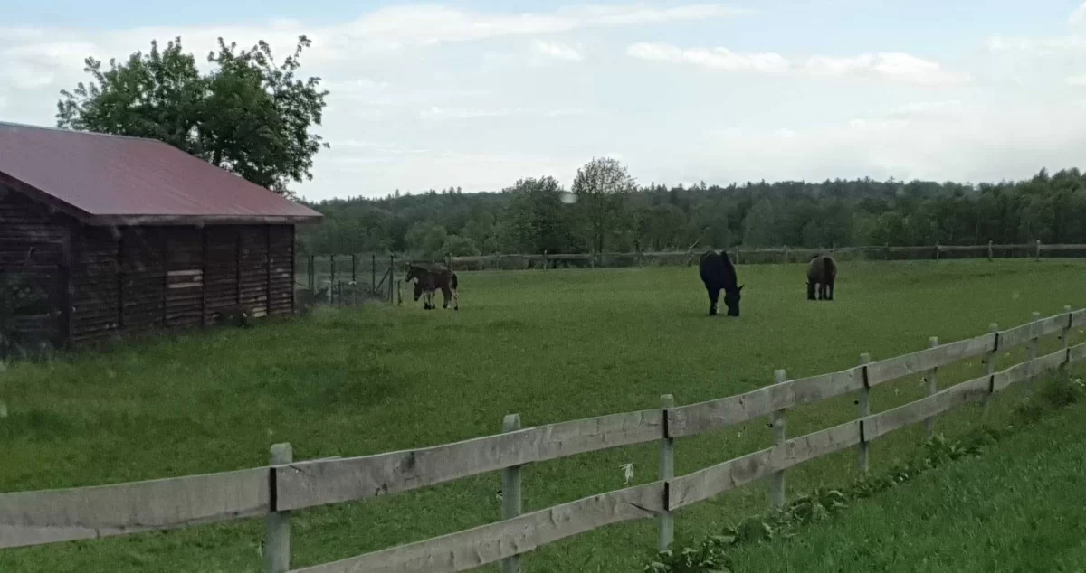 Działka budowlana na Kaszubach Dąbrówno , prywatnie , jezioro