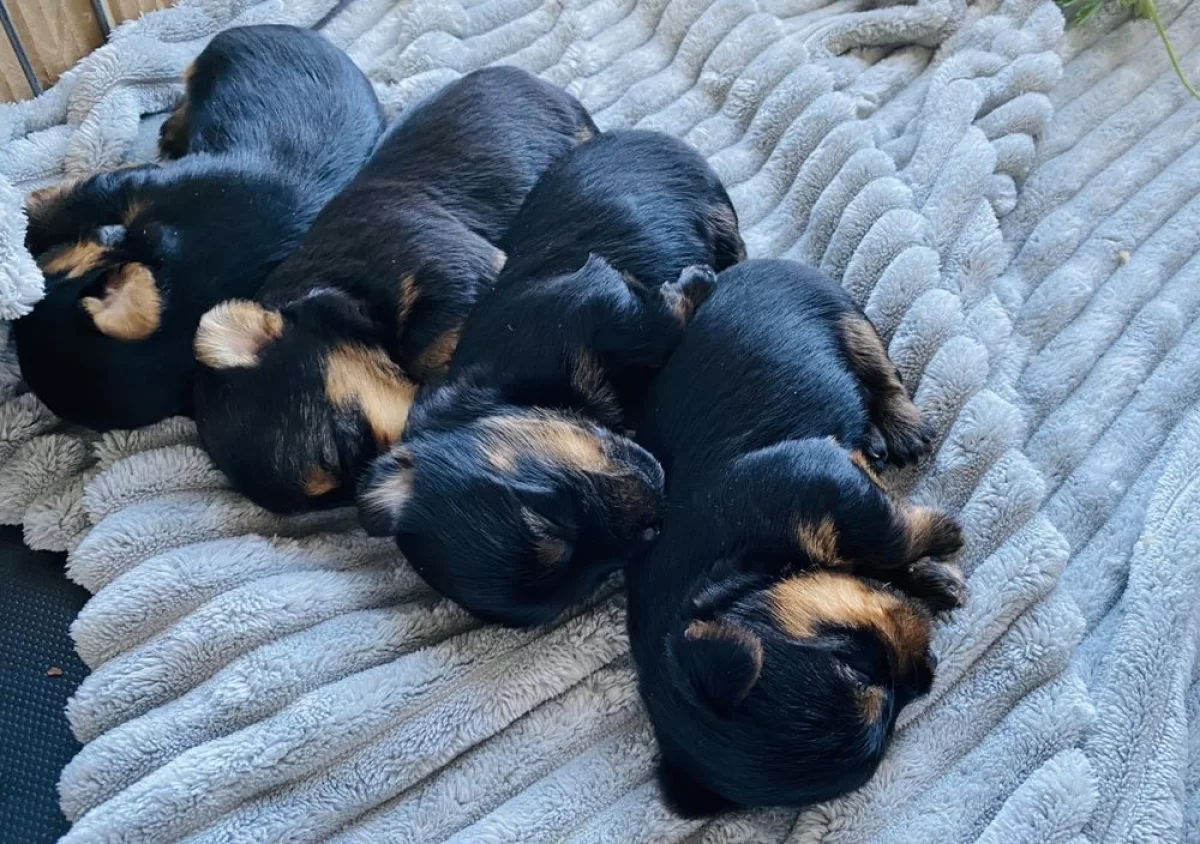 Mini Yorkshire Terrier, piękne pieski, yorki miniaturki