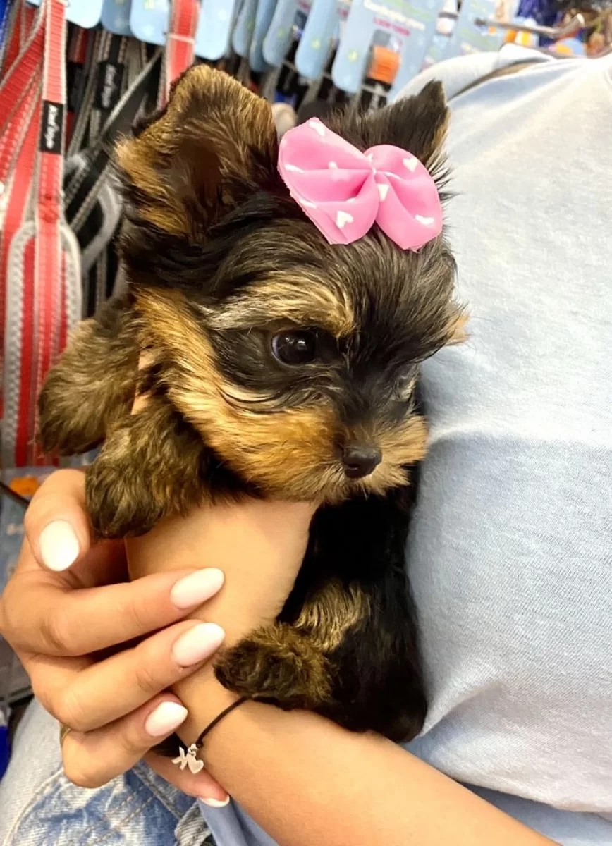 Mini Yorkshire Terrier, piękne pieski, yorki miniaturki