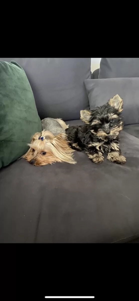 Mini Yorkshire Terrier, piękne pieski, yorki miniaturki
