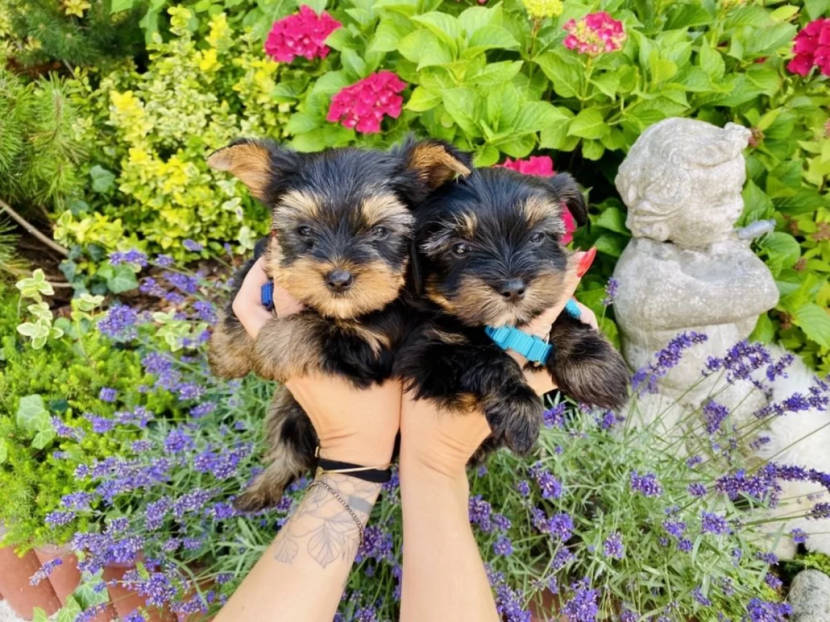 Mini Yorkshire Terrier, piękne pieski, yorki miniaturki